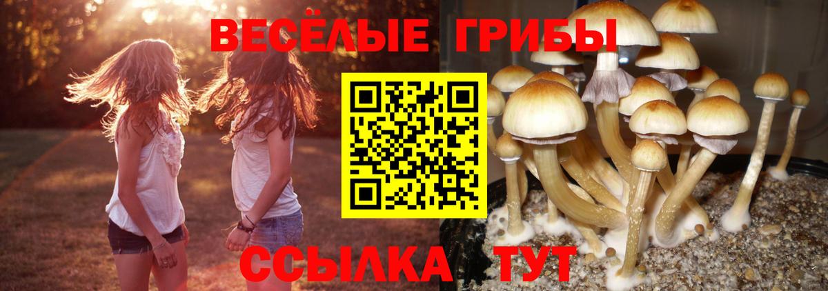Ессентуки  Галлюциногенные грибы Psilocybine cubensis  Вход с VPN 